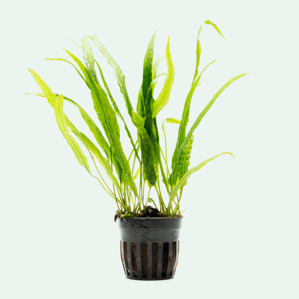 Microsorum Pteropus Java Fern Needle Leaf Easy Beginner Aquarium Plant ...