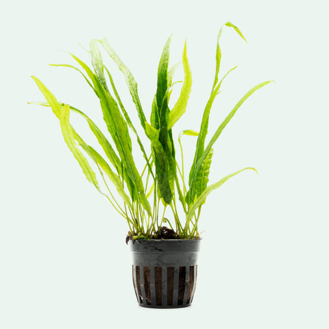 Shop Microsorum Pteropus Needle Leaf Aquatic Plants - Glass Aqua