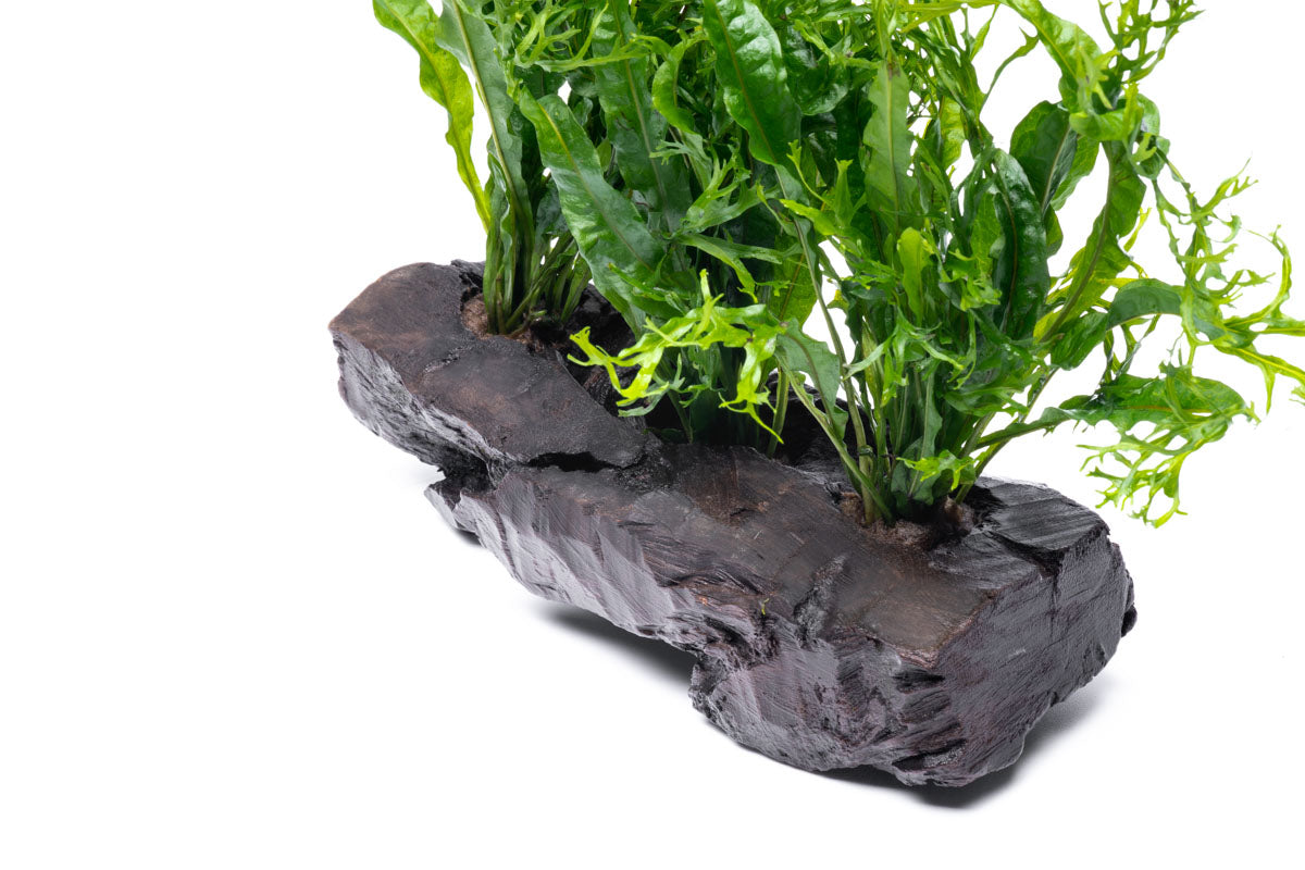 Microsorum Windelov On Driftwood Live Aquarium Aquatic Plant - Glass Aqua