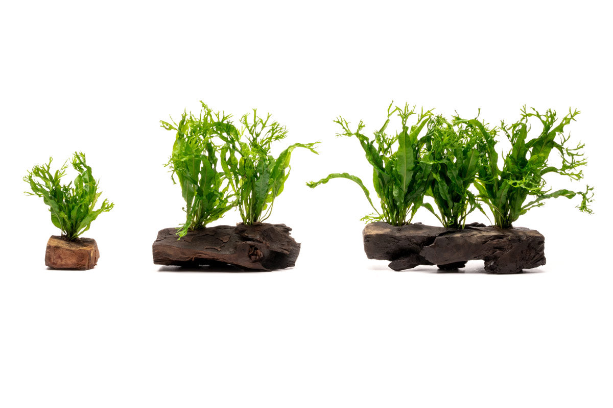 Microsorum Pteropus Windelov Driftwood - Glass Aqua