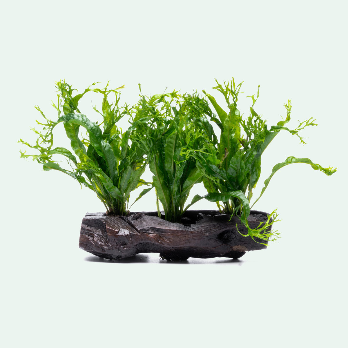 Microsorum Windelov On Driftwood Live Aquarium Aquatic Plant - Glass Aqua