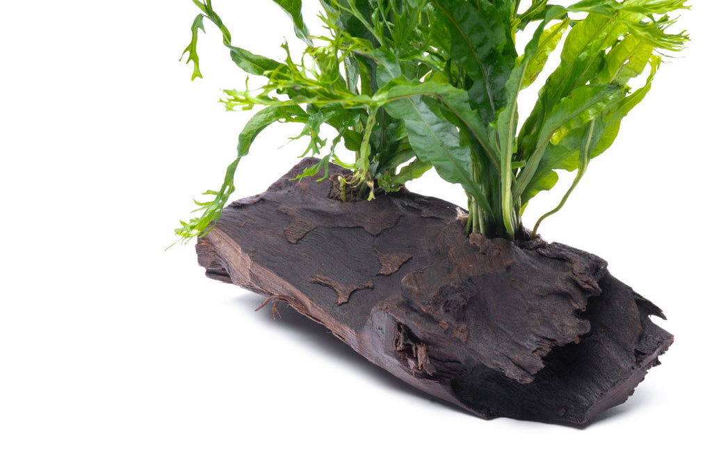 Microsorum Windelov On Driftwood Live Aquarium Aquatic Plant - Glass Aqua