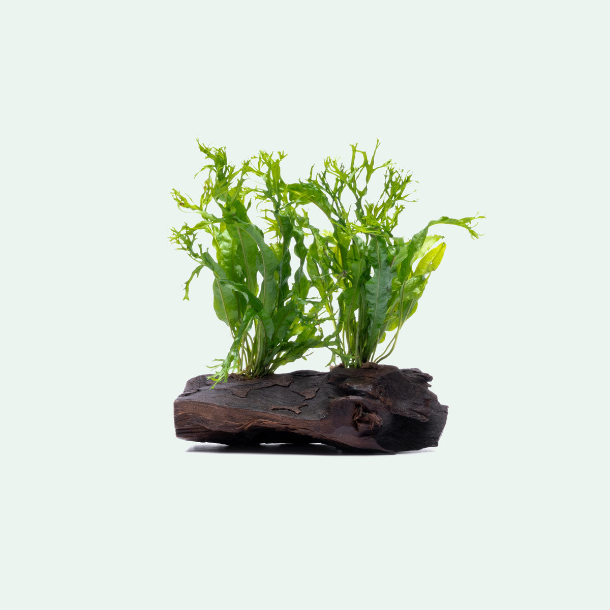 Microsorum Windelov On Driftwood Live Aquarium Aquatic Plant - Glass Aqua