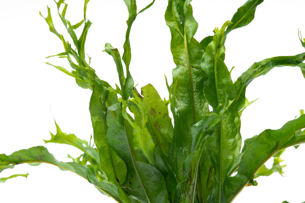 Microsorum Windelov On Driftwood Live Aquarium Aquatic Plant - Glass Aqua