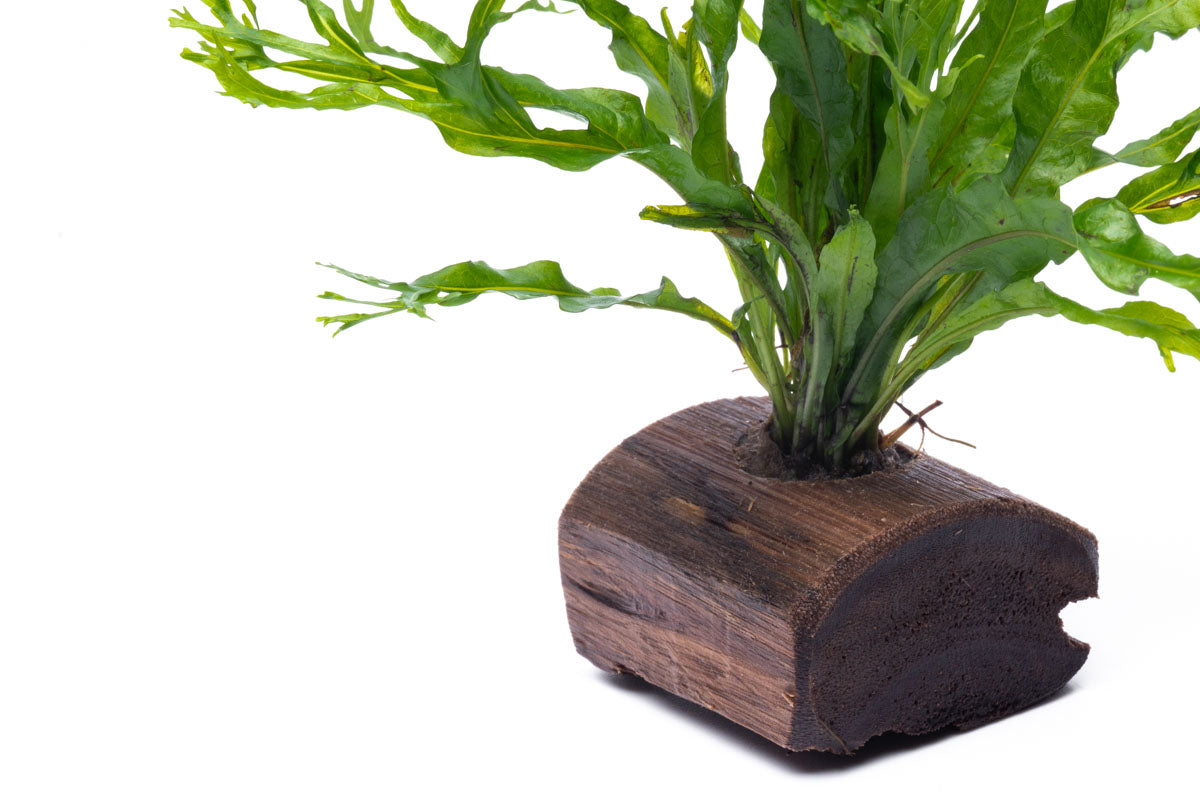 Microsorum Windelov On Driftwood Live Aquarium Aquatic Plant - Glass Aqua