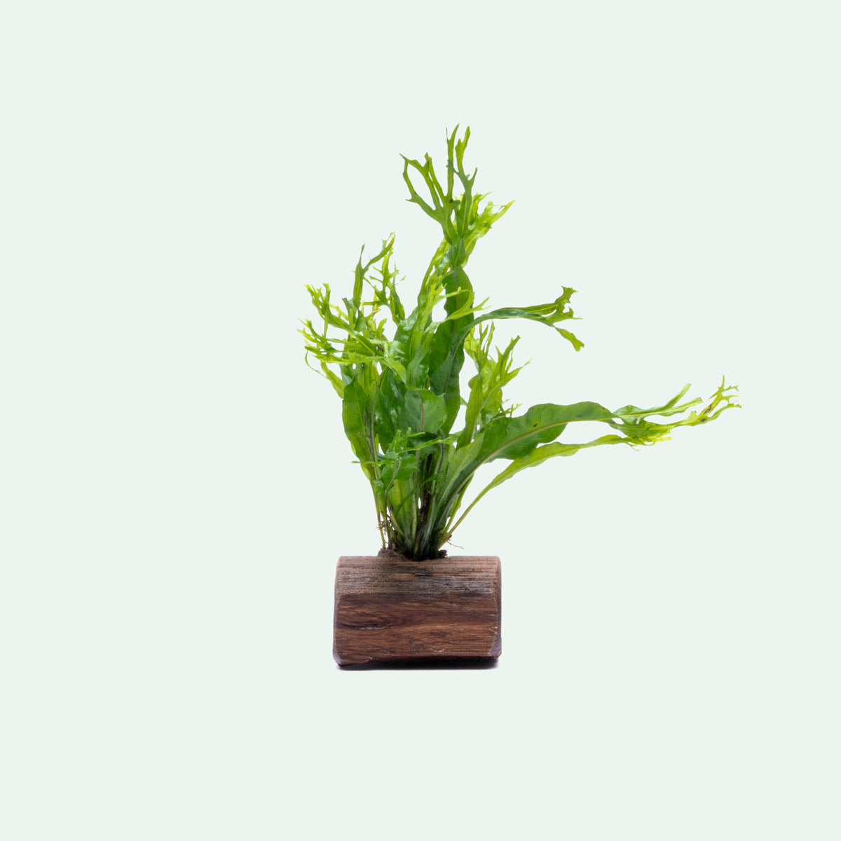 Microsorum Windelov On Driftwood Live Aquarium Aquatic Plant - Glass Aqua