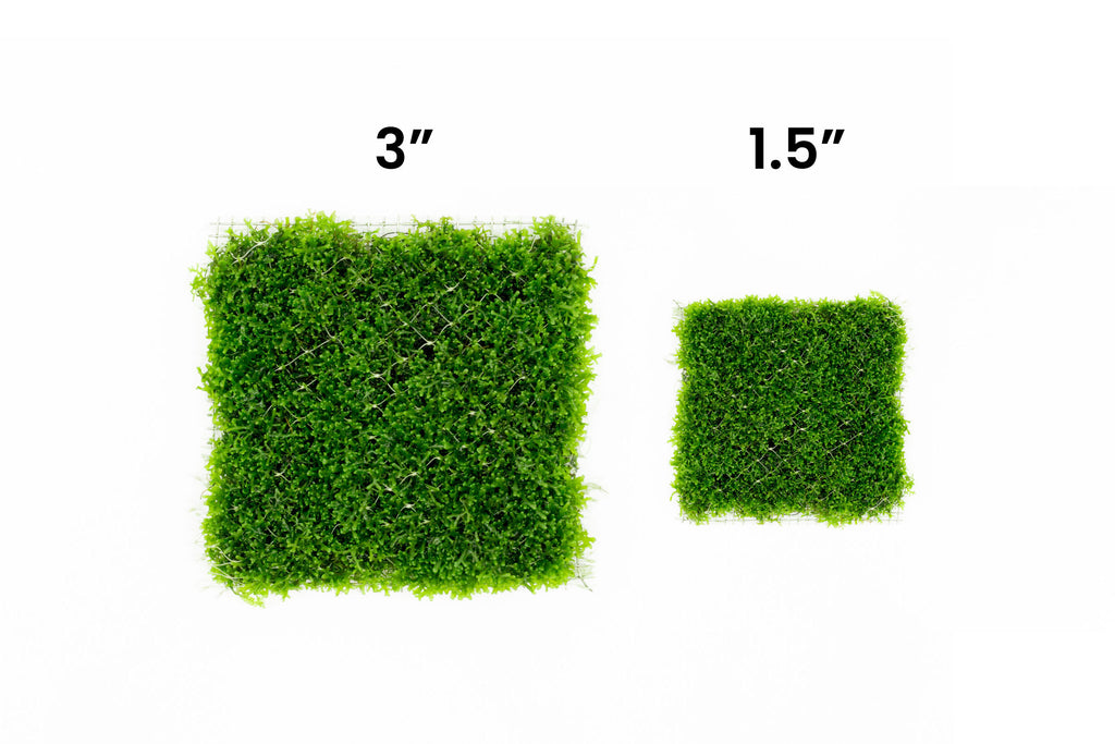 Shop Mini Pellia Large Mat Aquatic Plants - Glass Aqua