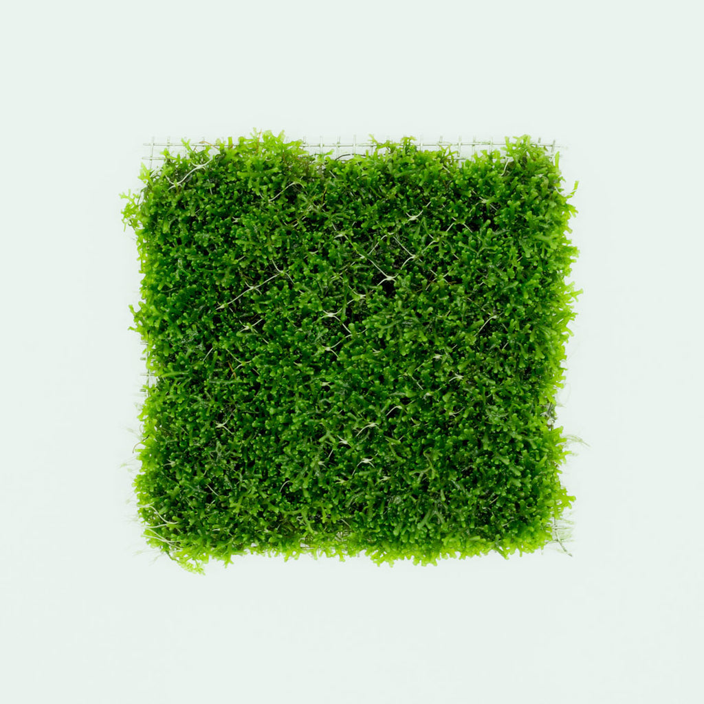 Shop Mini Pellia Large Mat Aquatic Plants - Glass Aqua