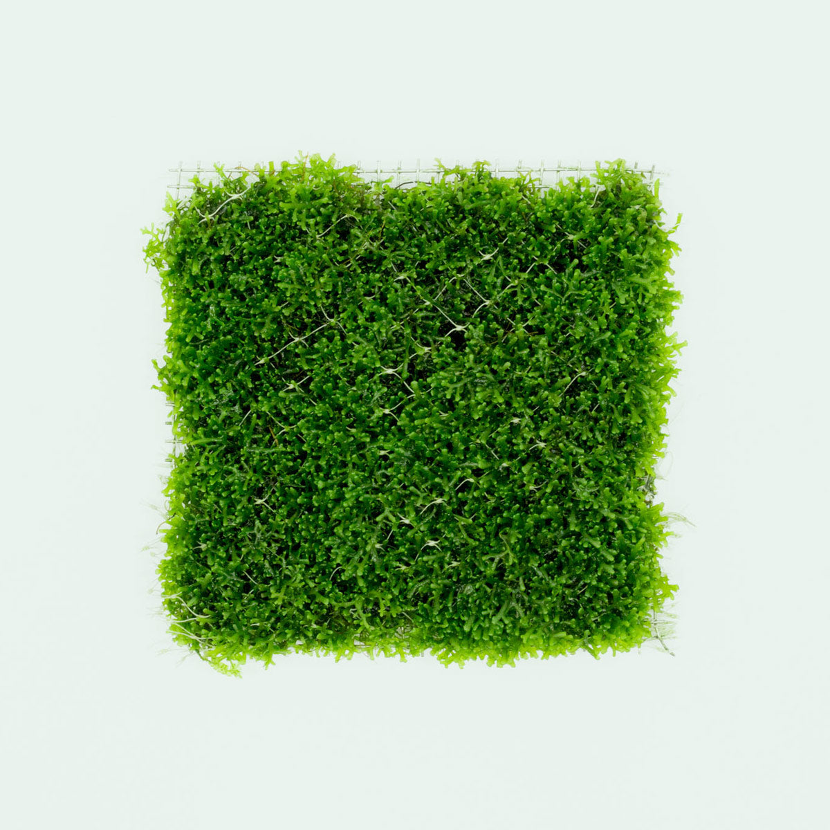 Shop Mini Pellia Large Mat Aquatic Plants - Glass Aqua