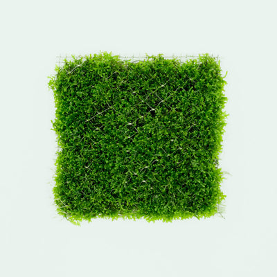 Shop Mini Pellia Large Mat Aquatic Plants - Glass Aqua