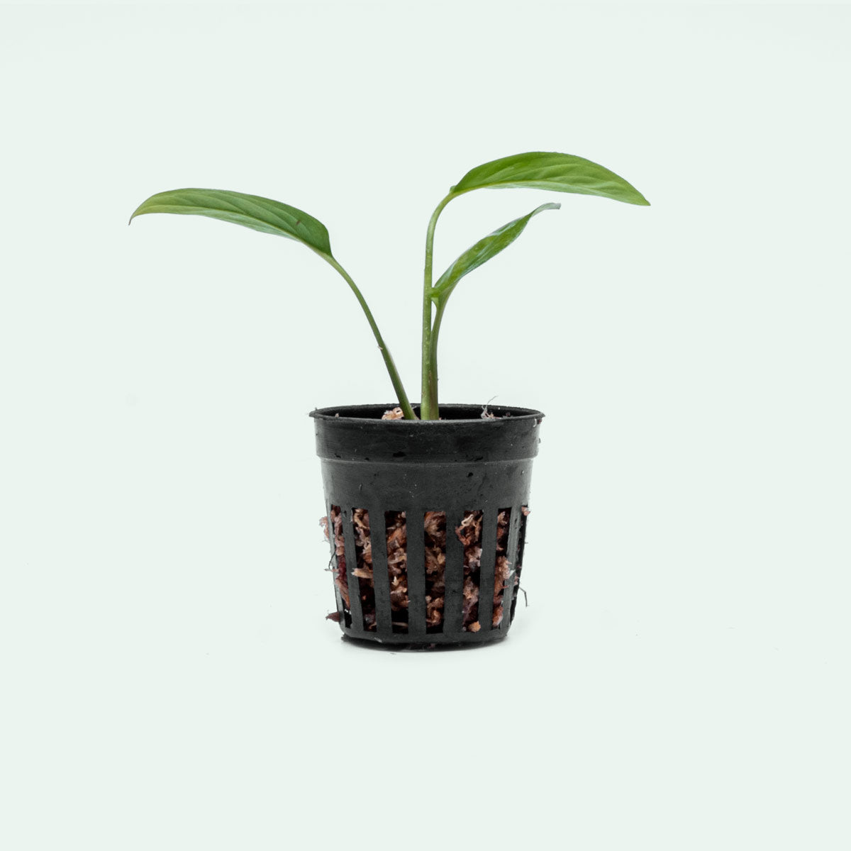 Monstera Adansonii Narrow - Bare Root - Glass Aqua
