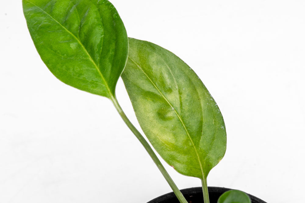 Monstera Adansonii Narrow - Bare Root - Glass Aqua