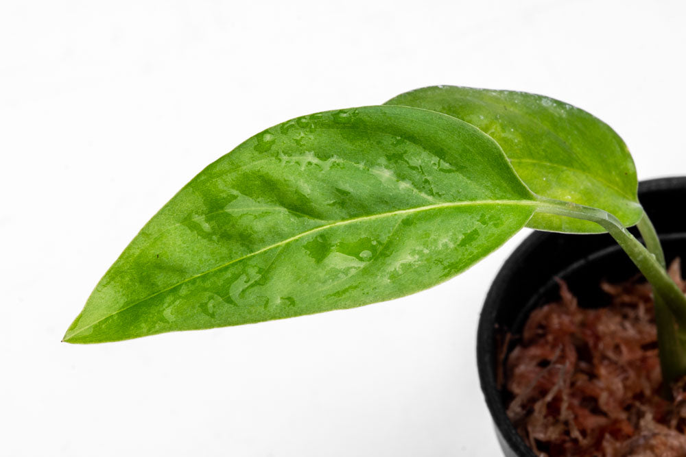 Monstera Adansonii Narrow - Bare Root - Glass Aqua