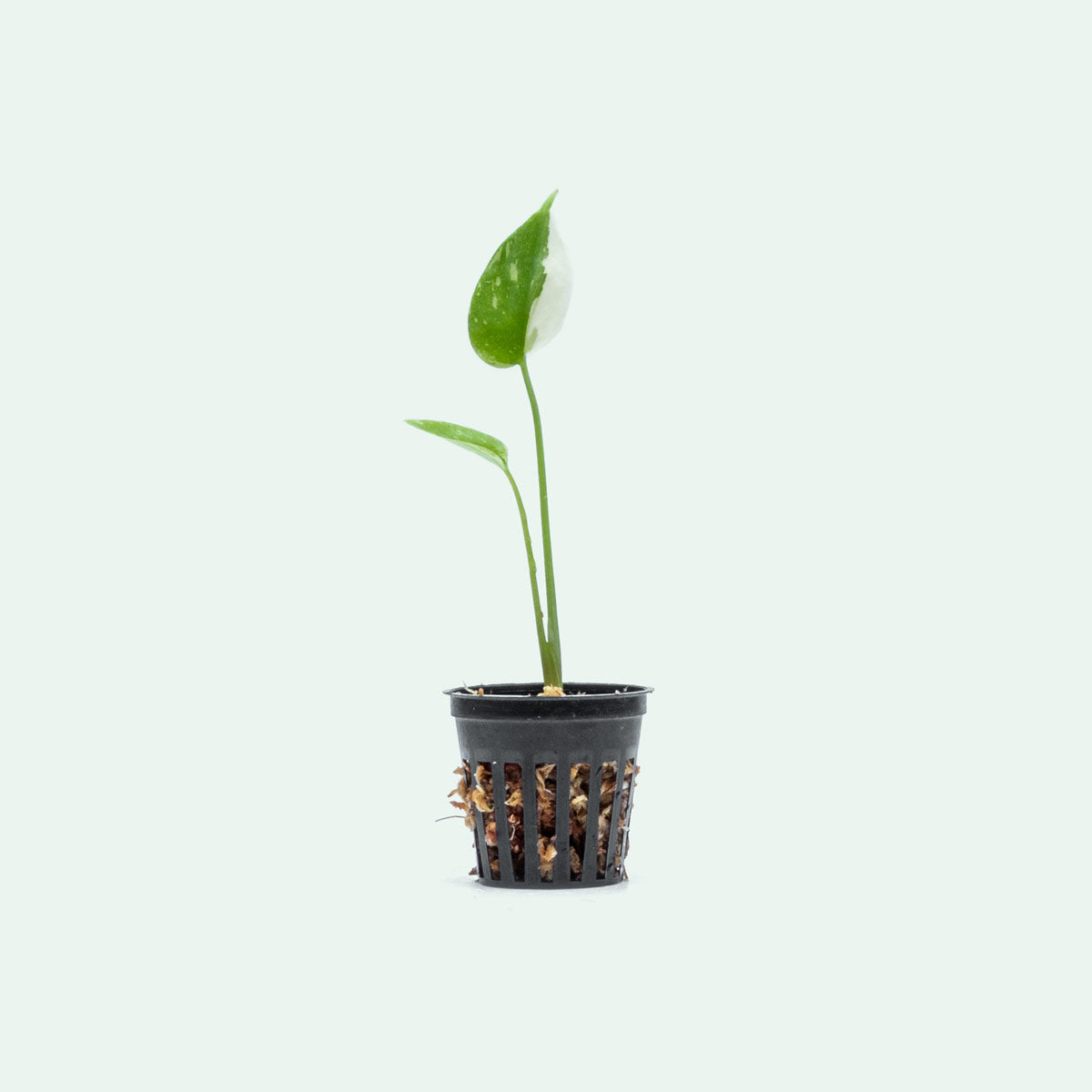 Monstera Thai Constellation - Bare Root - Glass Aqua