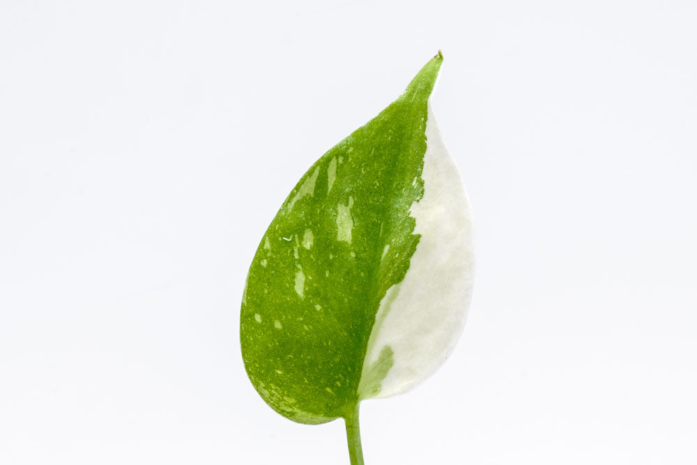 Monstera Thai Constellation - Bare Root - Glass Aqua