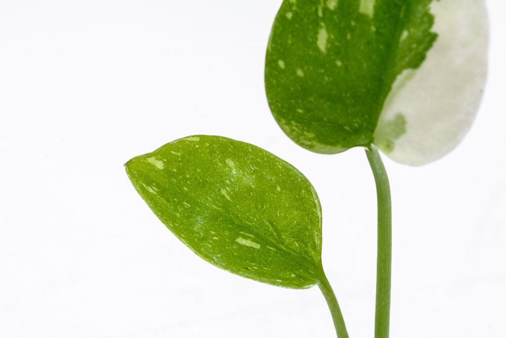 Monstera Thai Constellation - Bare Root - Glass Aqua