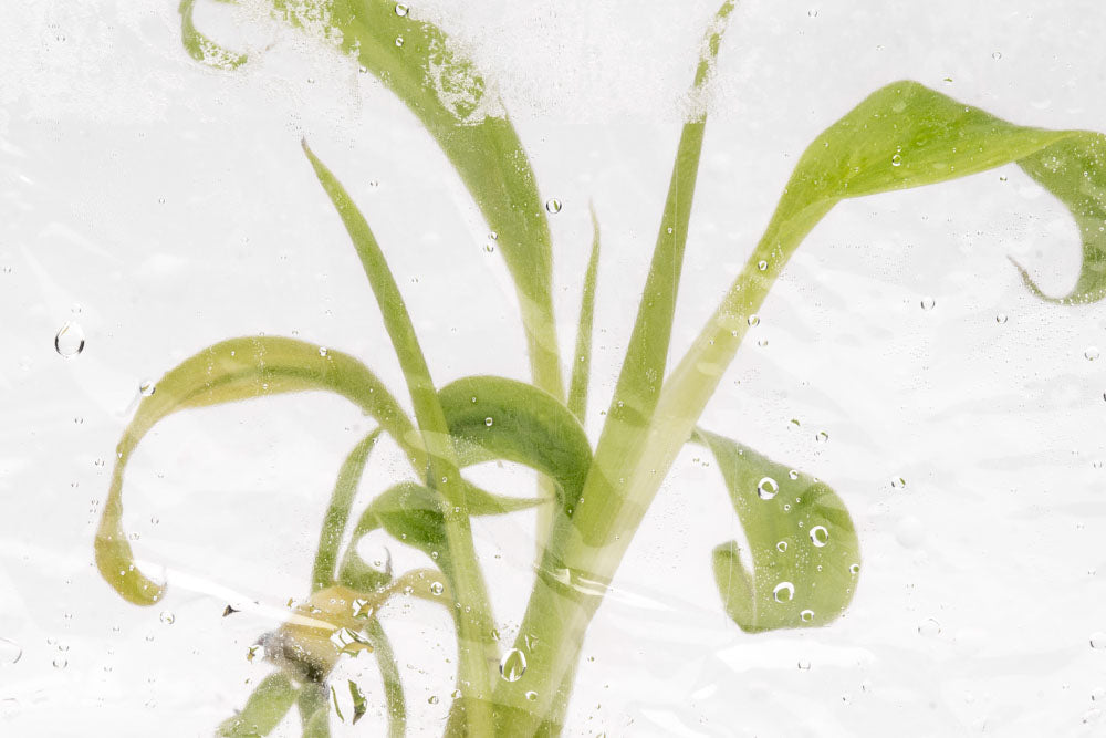 Musa Siam Ruby | Shop House Plants - Glass Aqua