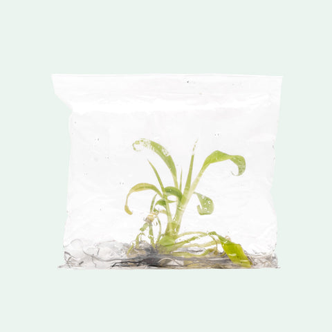 Musa Siam Ruby | Shop House Plants - Glass Aqua