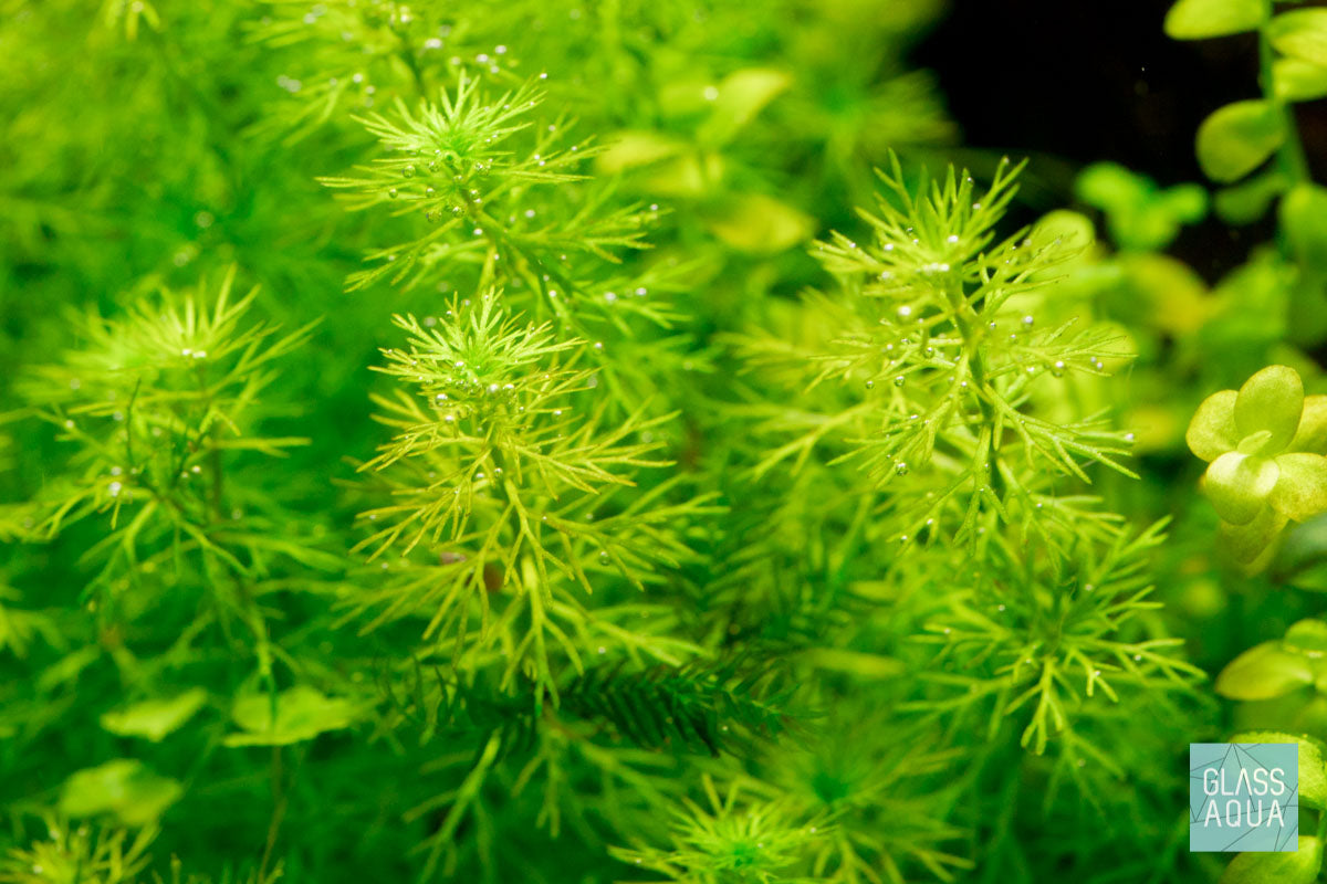 Myriophyllum Elatinoides 'Mini' in a nano planted cube aquarium