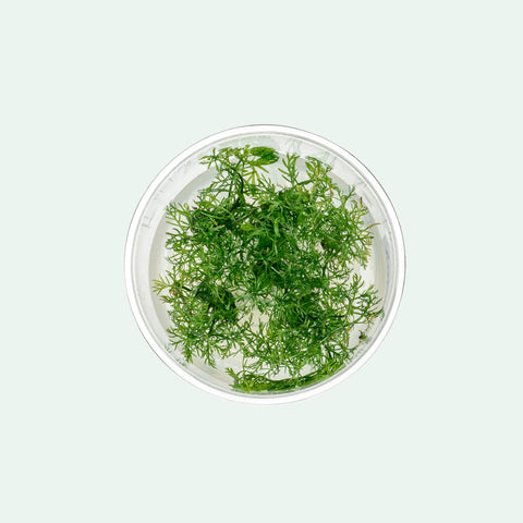 Myriophyllum Mattogrossense | Tissue Culture Aquarium Plants - Glass Aqua