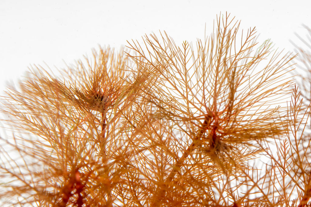 Myriophyllum Tuberculatum Red Live Aquarium Plant