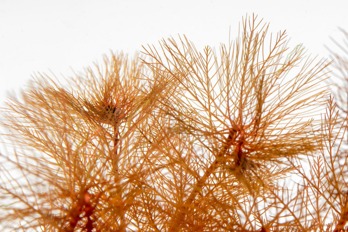 Myriophyllum Tuberculatum Red Live Aquarium Plant