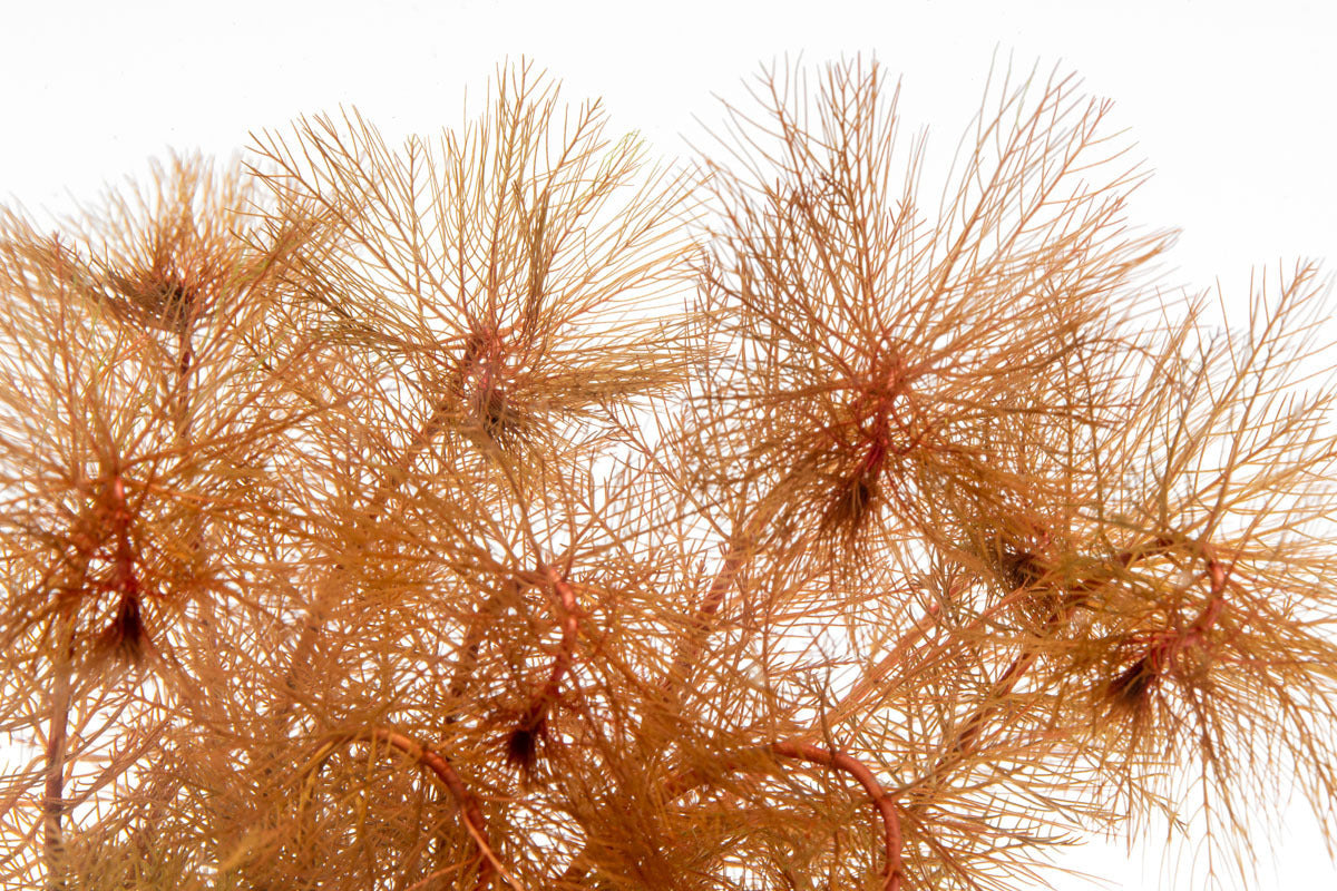 Myriophyllum Tuberculatum Red Live Aquarium Plant