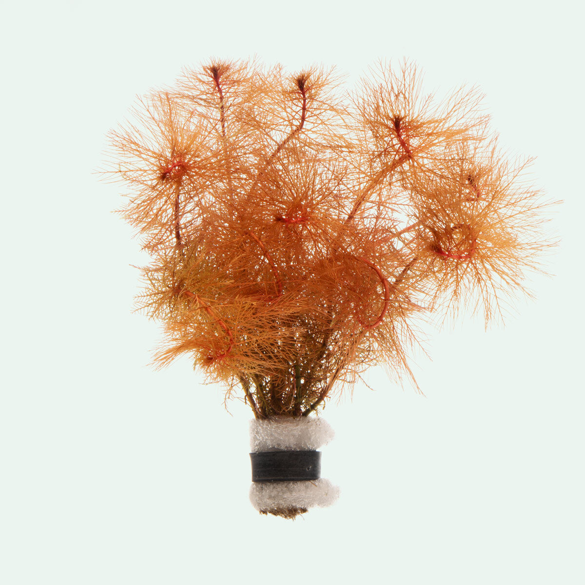 Myriophyllum Tuberculatum Red Live Aquarium Plant