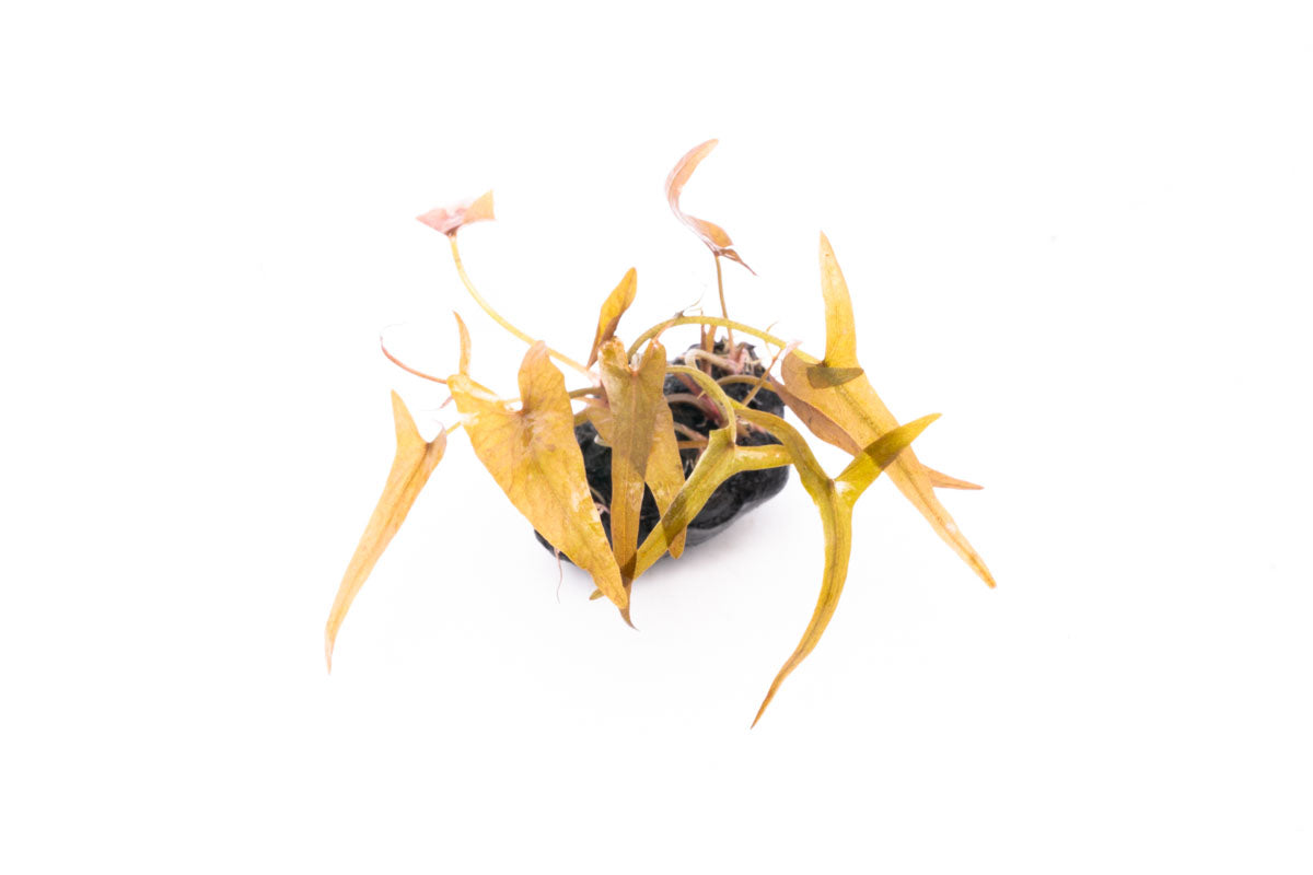 Nymphaea Stellata Dwarf Lily Live Aquatic Plant