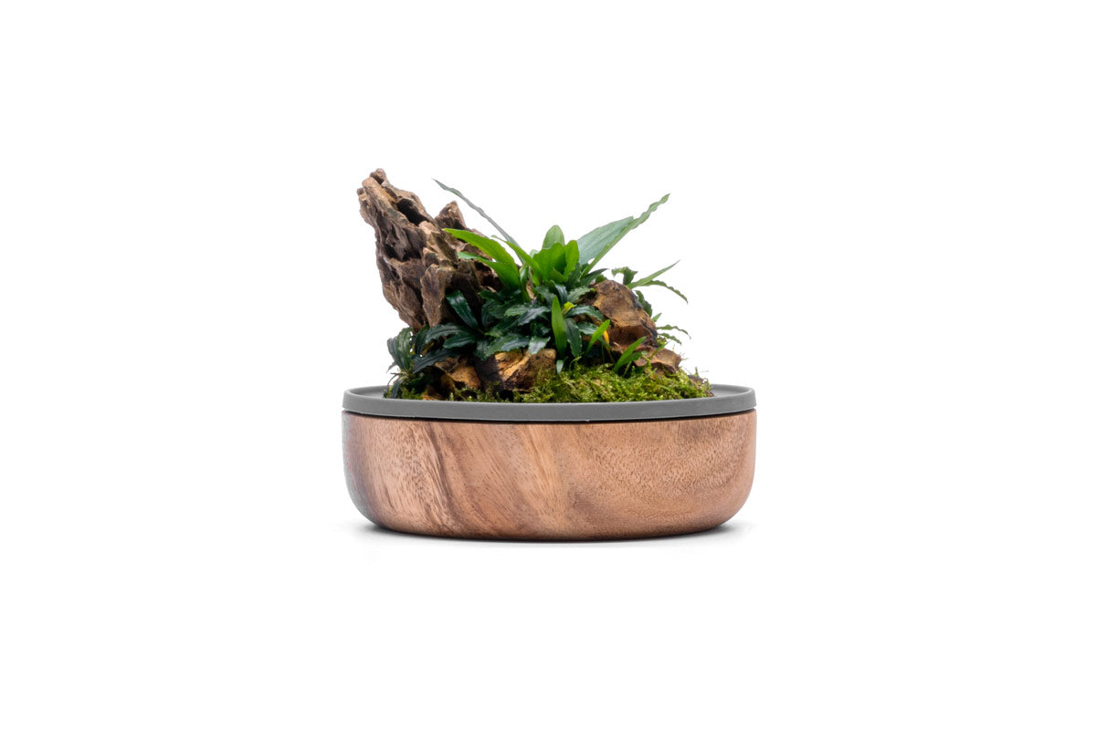 Natura Bioasis Terrarium M - Glass Aqua