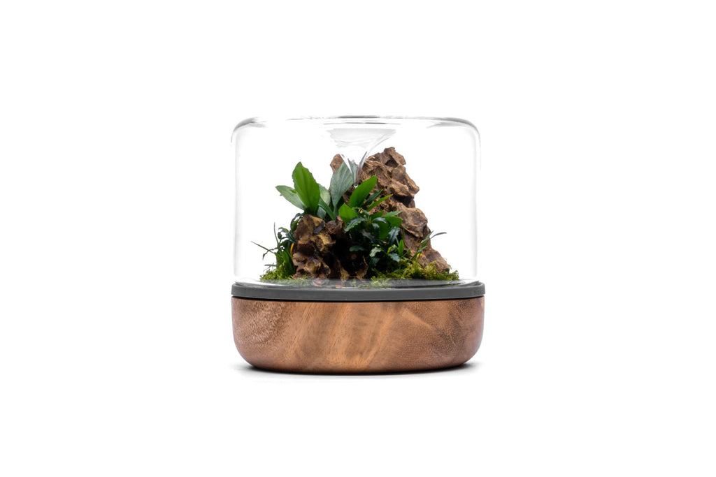 Natura Desktop Terrarium Kit | Shop Terrarium Kits - Glass Aqua