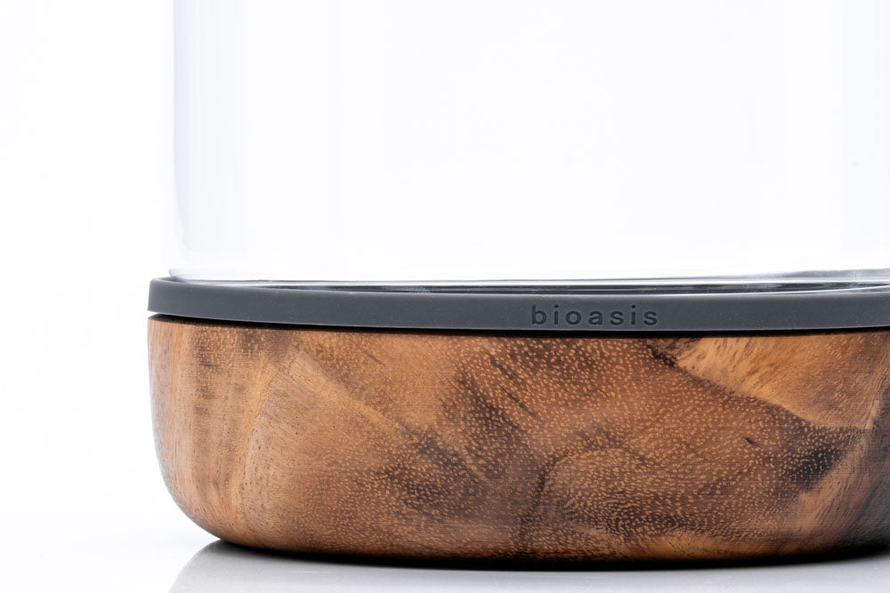 Natura Bioasis Terrarium M - Glass Aqua