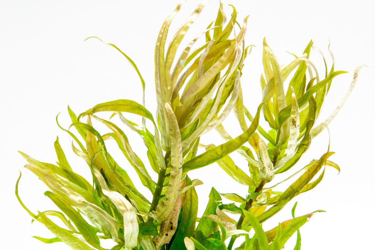 Shop Nesaea Crassicaulis Aquatic Plants - Glass Aqua