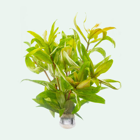 Shop Nesaea Crassicaulis Aquatic Plants - Glass Aqua
