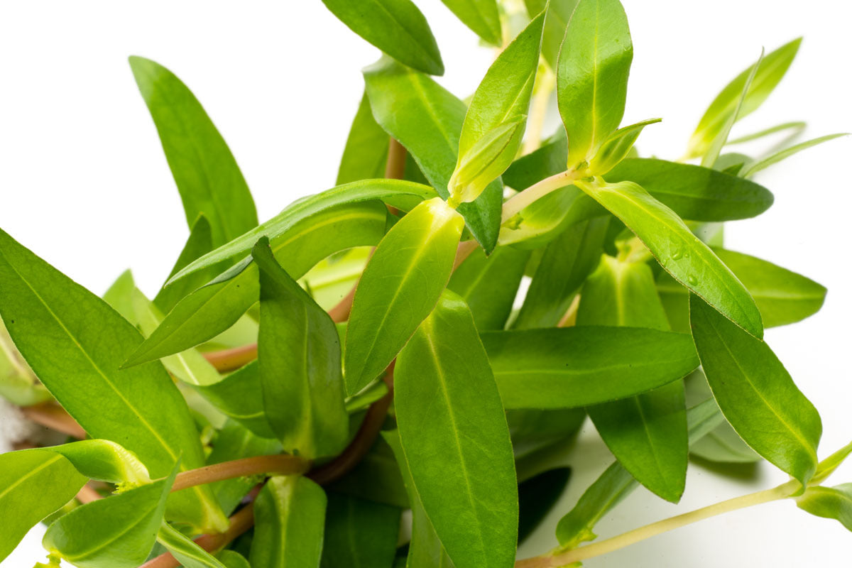 Nesaea Triflora Aquatic Aquarium Plant for Planted Aquarium Tanks