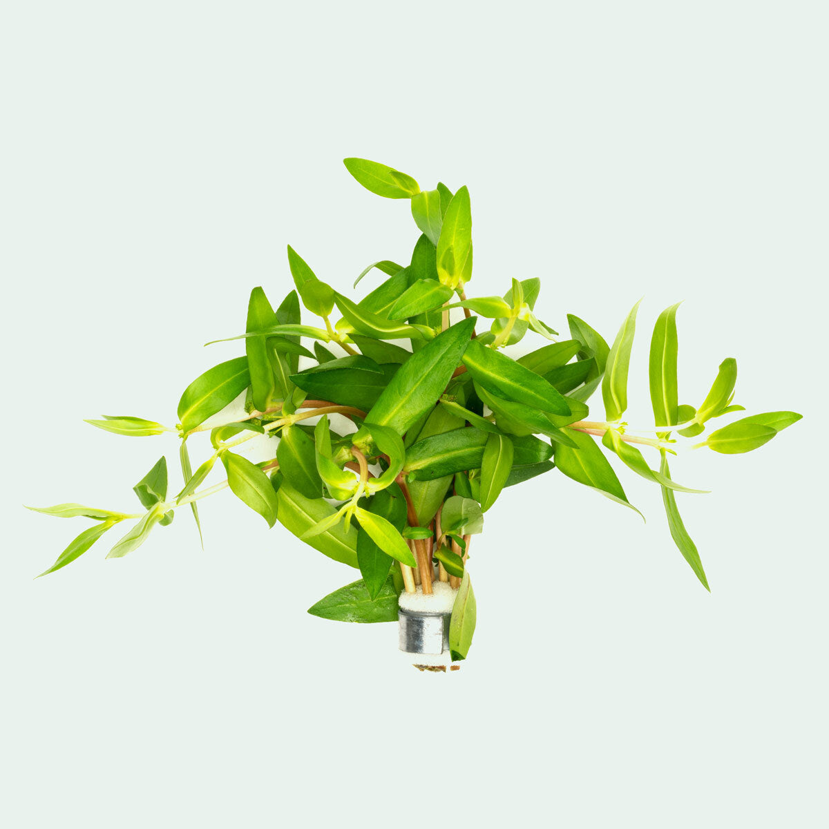 Nesaea Triflora Aquatic Aquarium Plant for Planted Aquarium Tanks