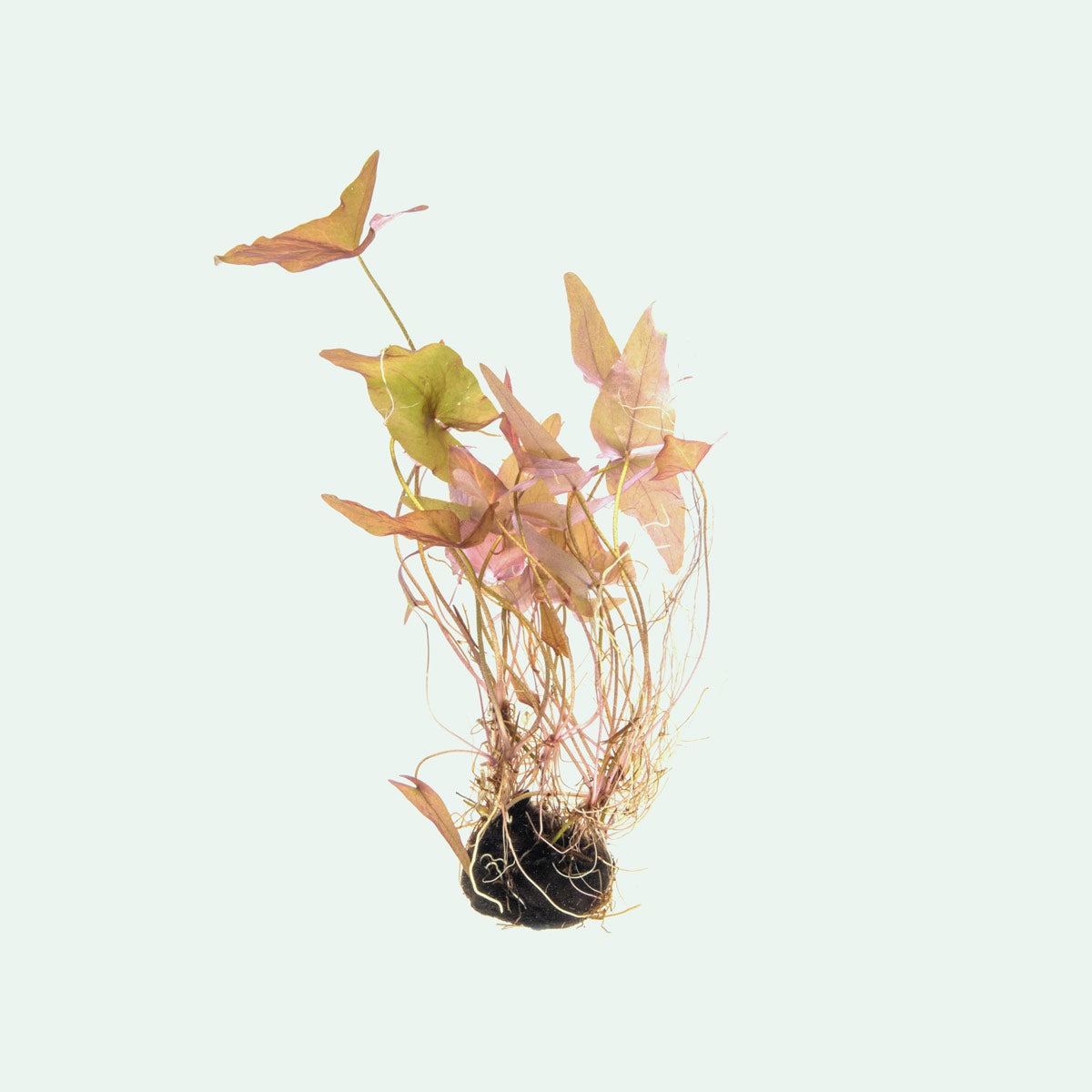 Shop Nymphaea Stellata Aquatic Plants - Glass Aqua