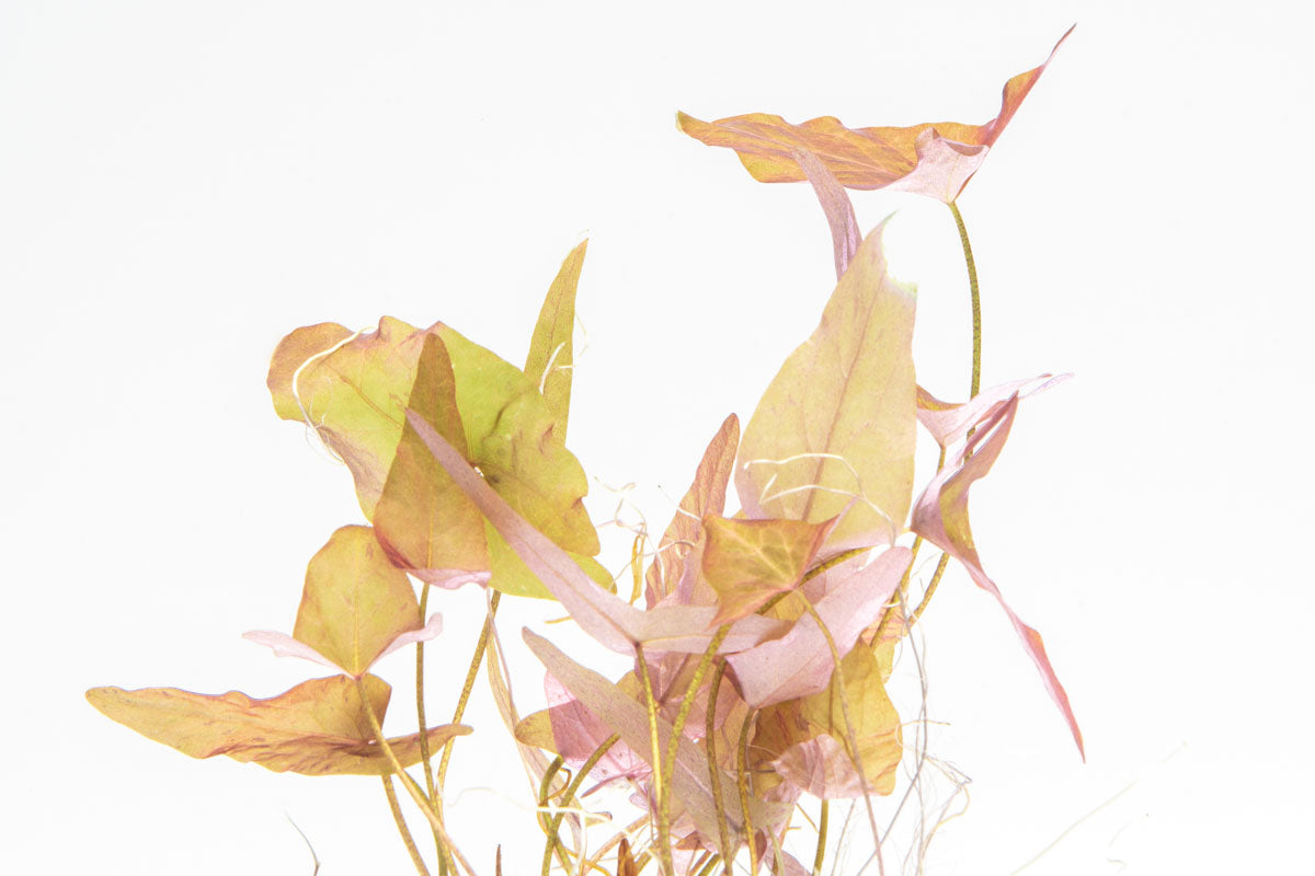 Shop Nymphaea Stellata Aquatic Plants - Glass Aqua