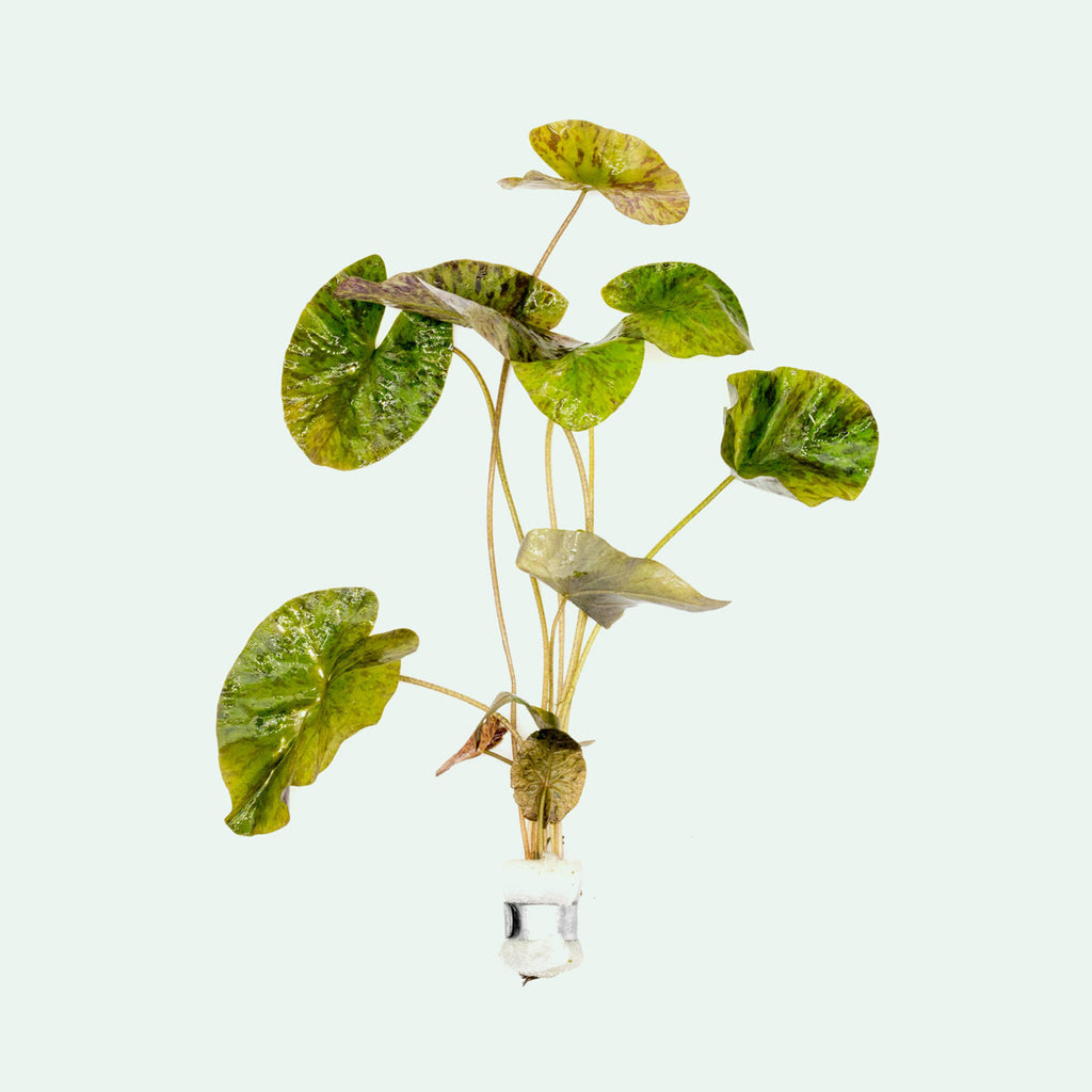 tiger lily aquatic plant Nymphaea Zenkeri Tiger Lotus Live Aquatic Plant – Glass Aqua