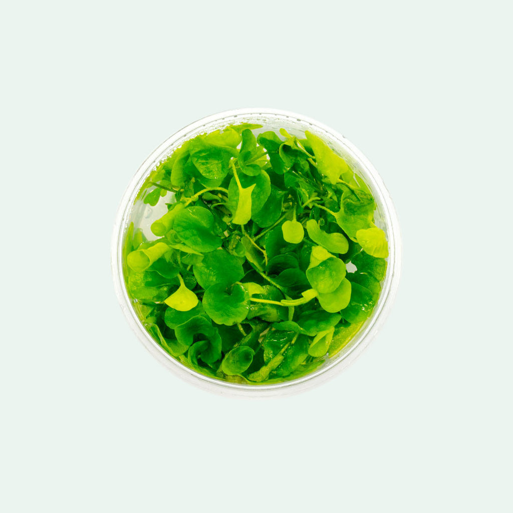 Shop Nymphoides Hydrophylla Taiwan Aquatic Plants - Glass Aqua