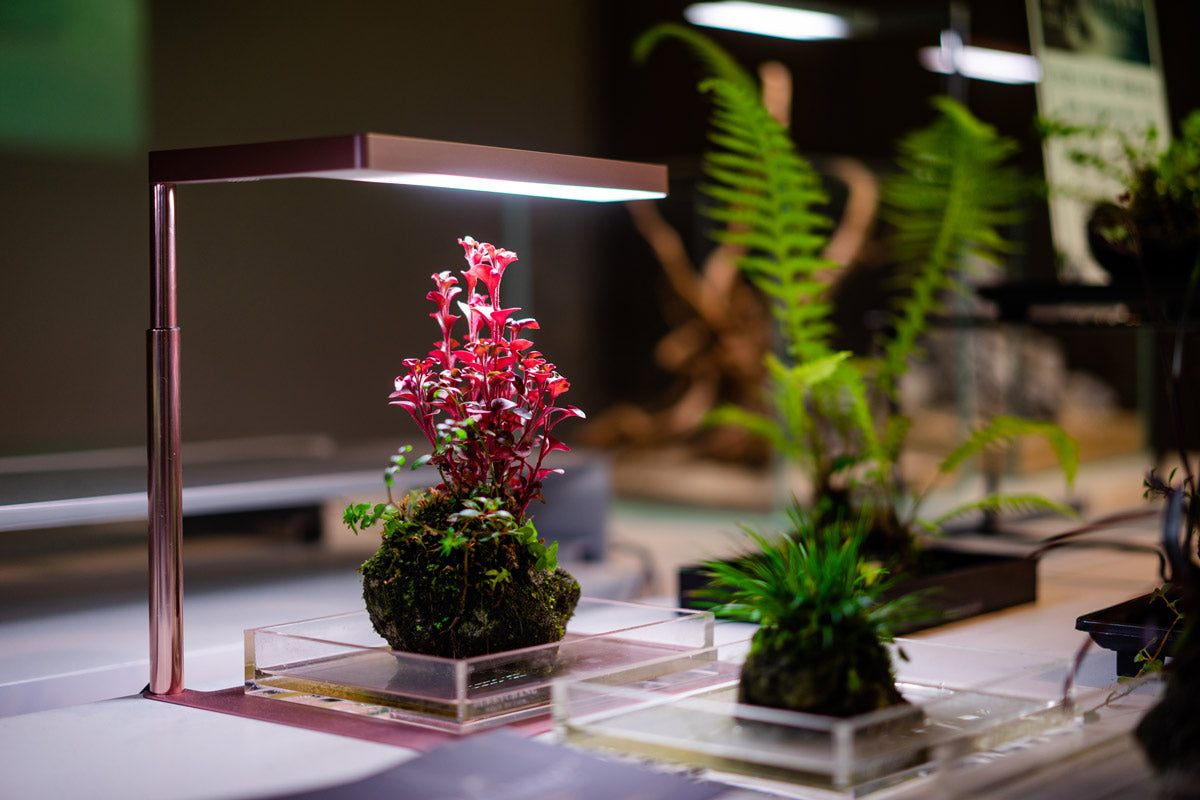 ONF Flat Nano Stand LED Aquarium Light | Shop LED Lights - Glass Aqua