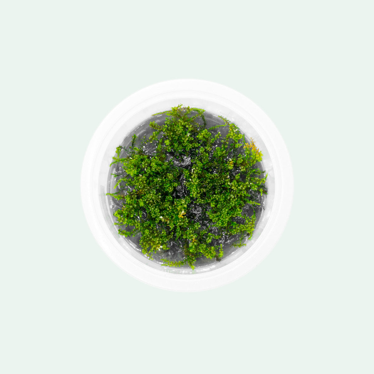 Shop Pearl Moss Aquatic Plants - Glass Aqua