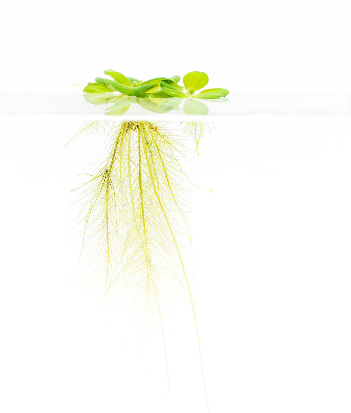 Floating Roots Example Water Lettuce Roots