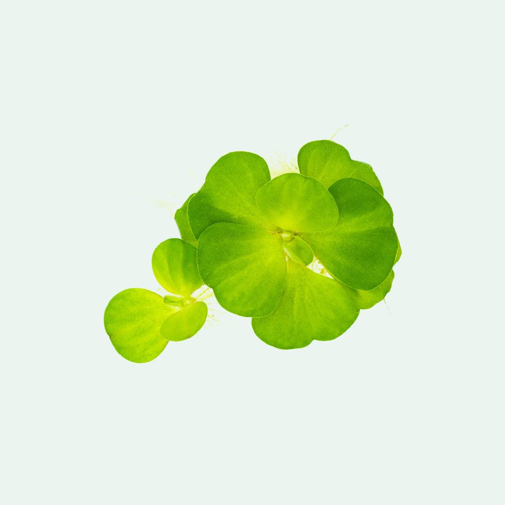 Shop Pistia Stratiotes Aquatic Plants - Glass Aqua