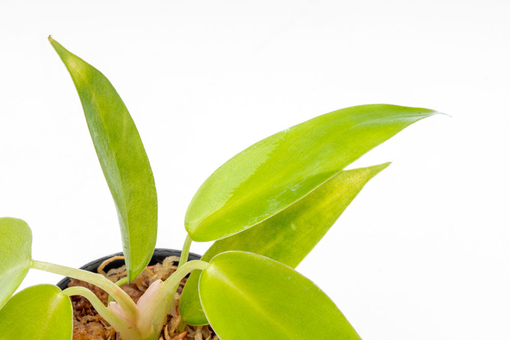 Philodendron 69686 - Bare Root - Glass Aqua