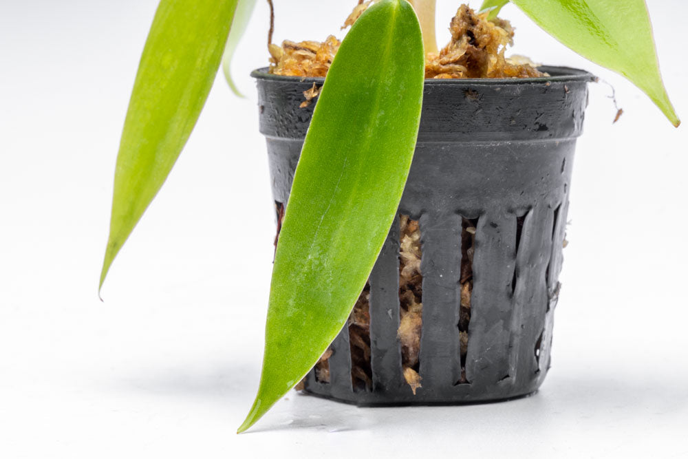 Philodendron 69686 - Bare Root - Glass Aqua