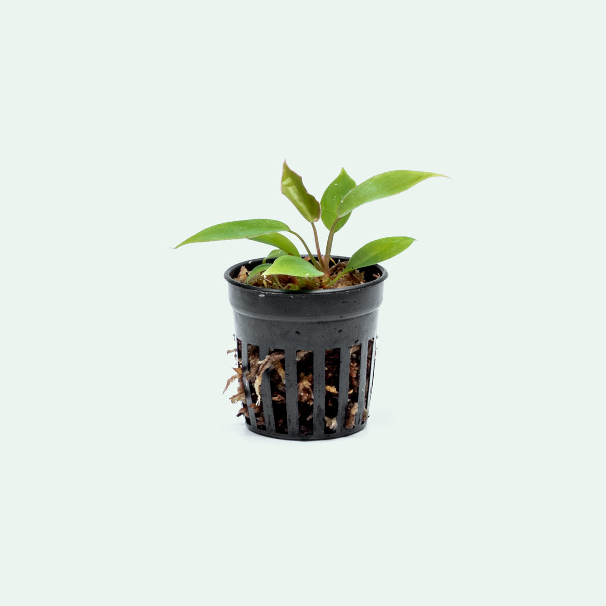 Philodendron Atabapoense - Bare Root - Glass Aqua