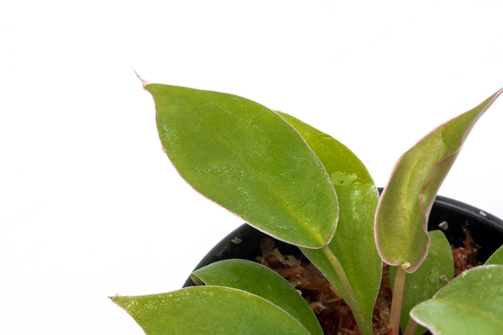 Philodendron Atabapoense - Bare Root - Glass Aqua