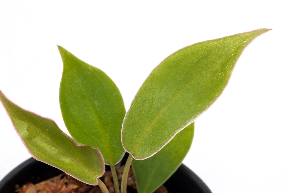 Philodendron Atabapoense - Bare Root - Glass Aqua