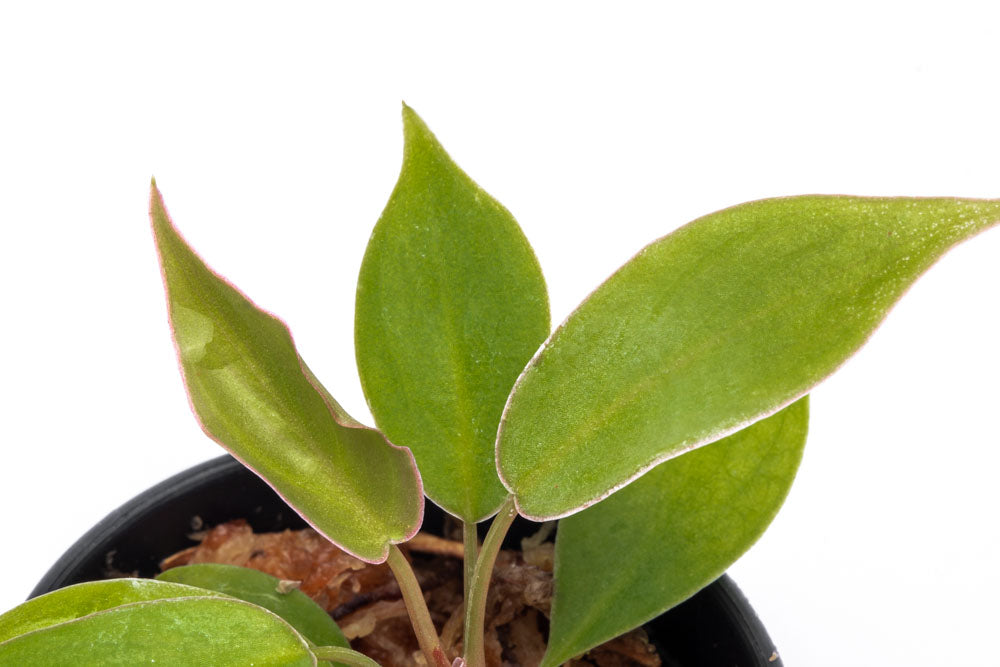 Philodendron Atabapoense - Bare Root - Glass Aqua
